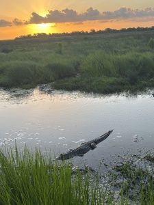 Wetlands sunrise.Cypremort SP.Louisiana