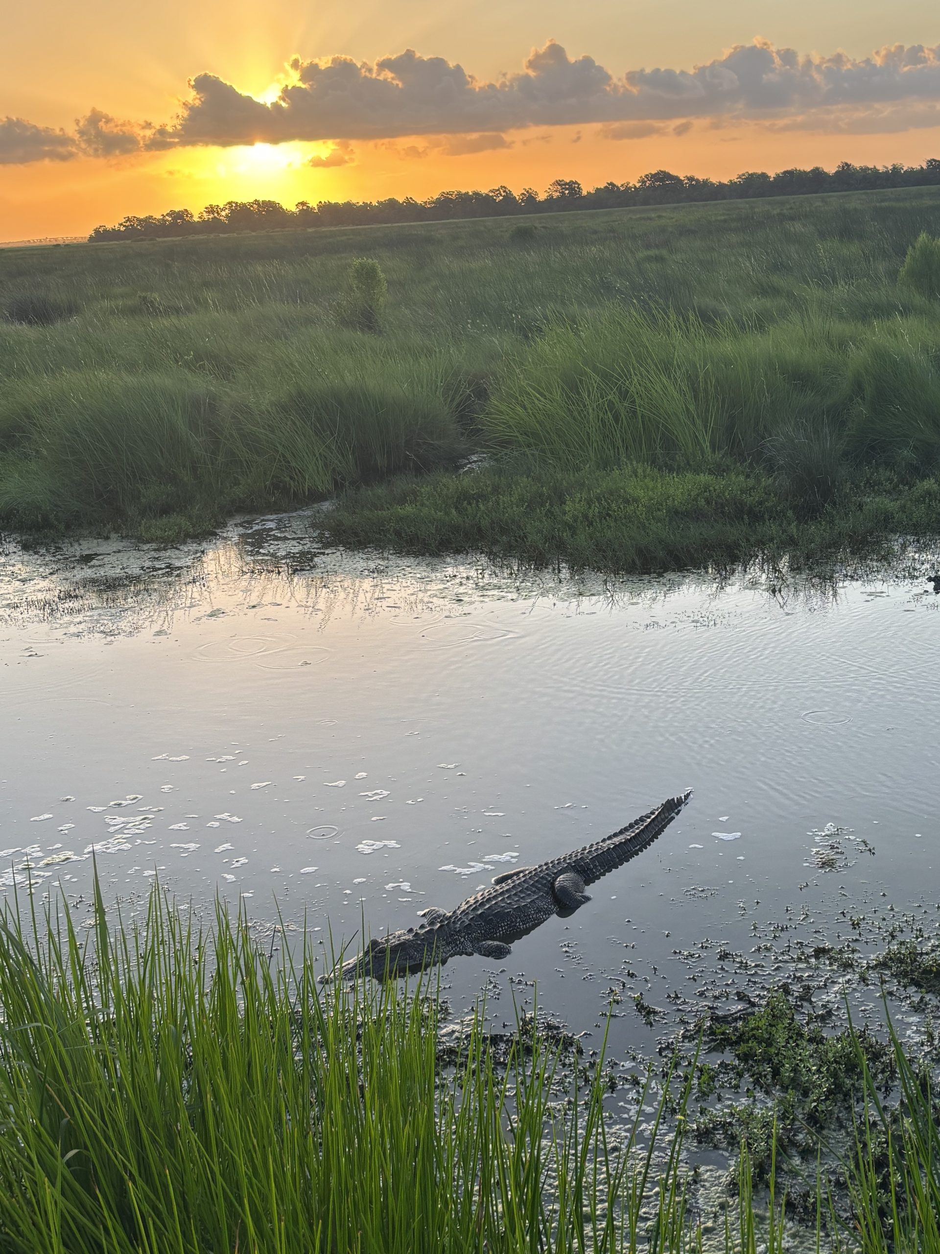 Wetlands sunrise.Cypremort SP.Louisiana